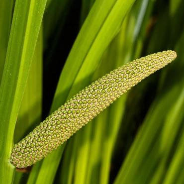 Аир экстракт